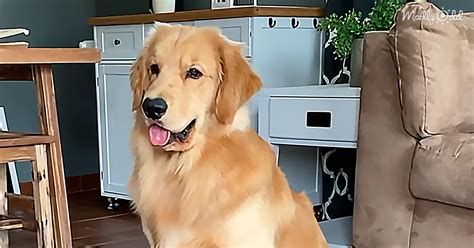 household fantasy|Golden Retriever Tackles ‘Household Chores’ Like a True Team .